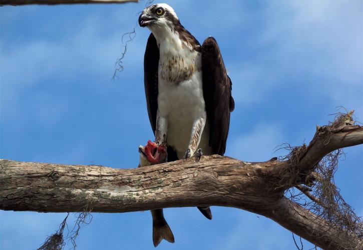 A bird perched on a branch.